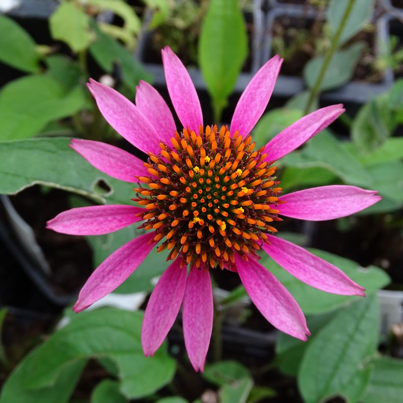 Echinacea purpurea Pica Bella (Floración)