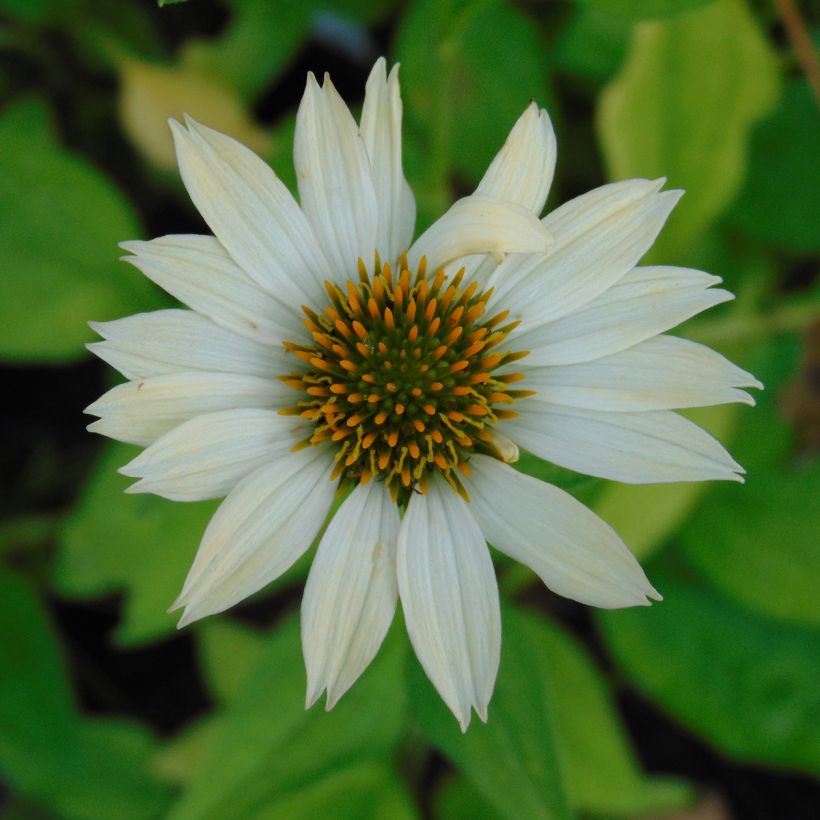 Echinacea purpurea Sunrise (Floración)