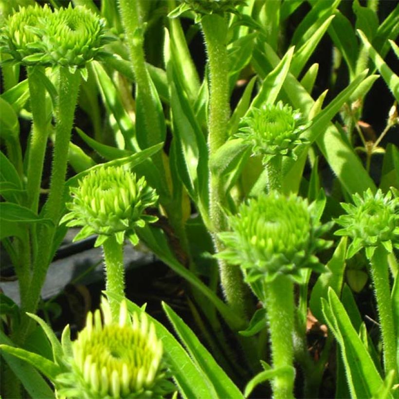 Echinacea purpurea White Meditation (Follaje)