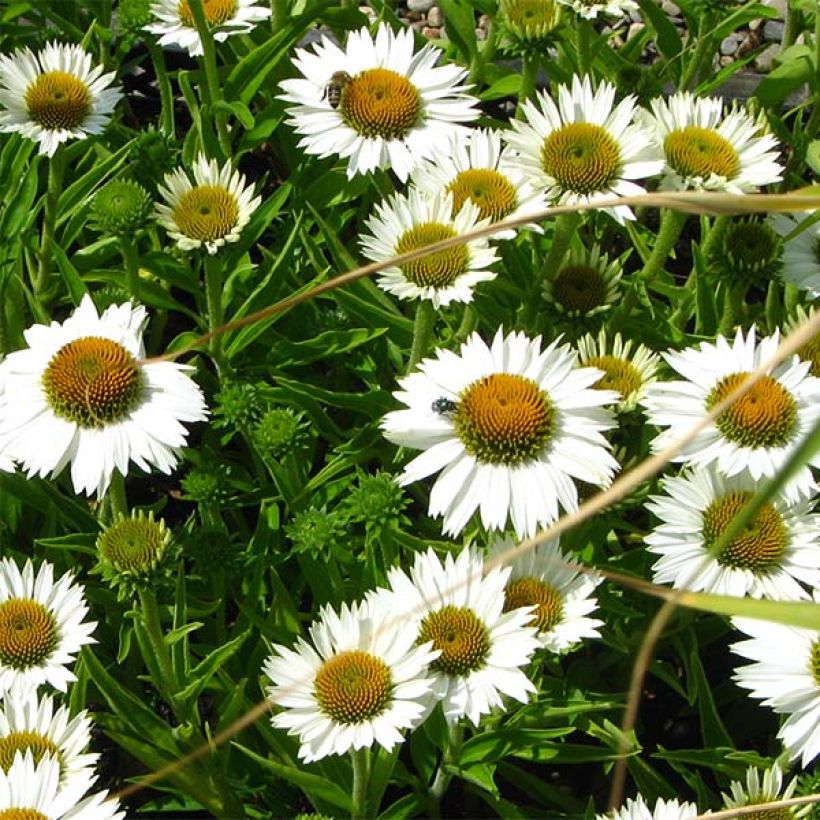 Echinacea purpurea White Meditation (Floración)