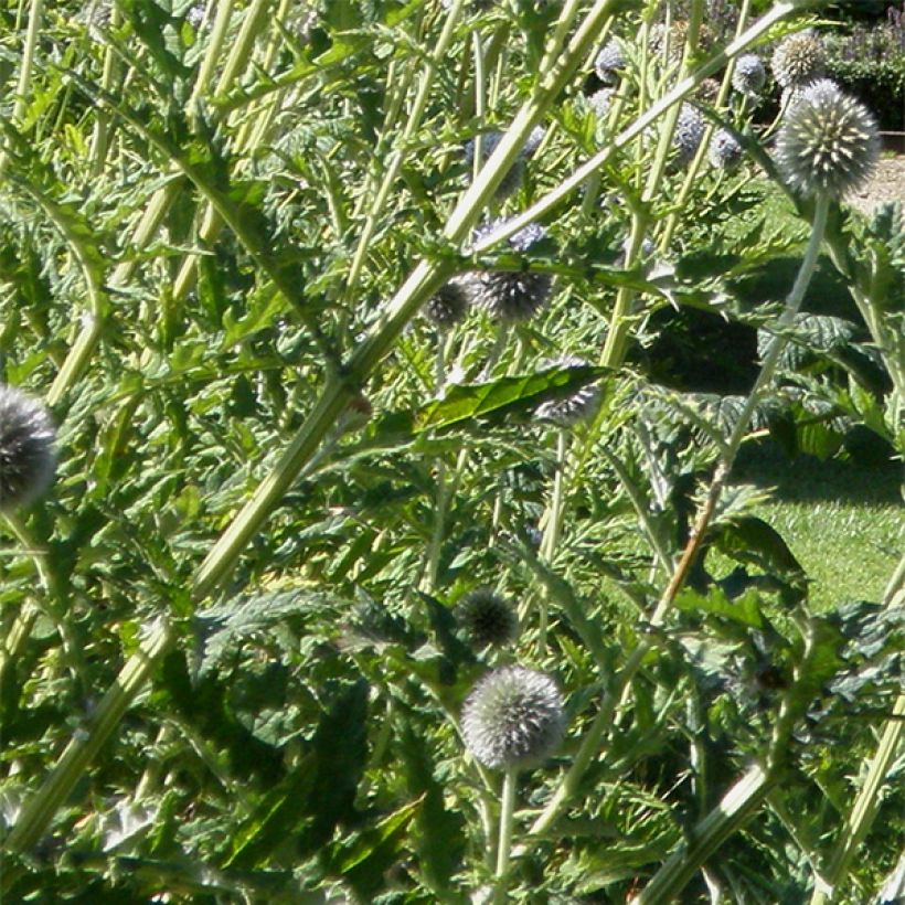 Echinops bannaticus Star Frost - Cardo globo azul (Follaje)