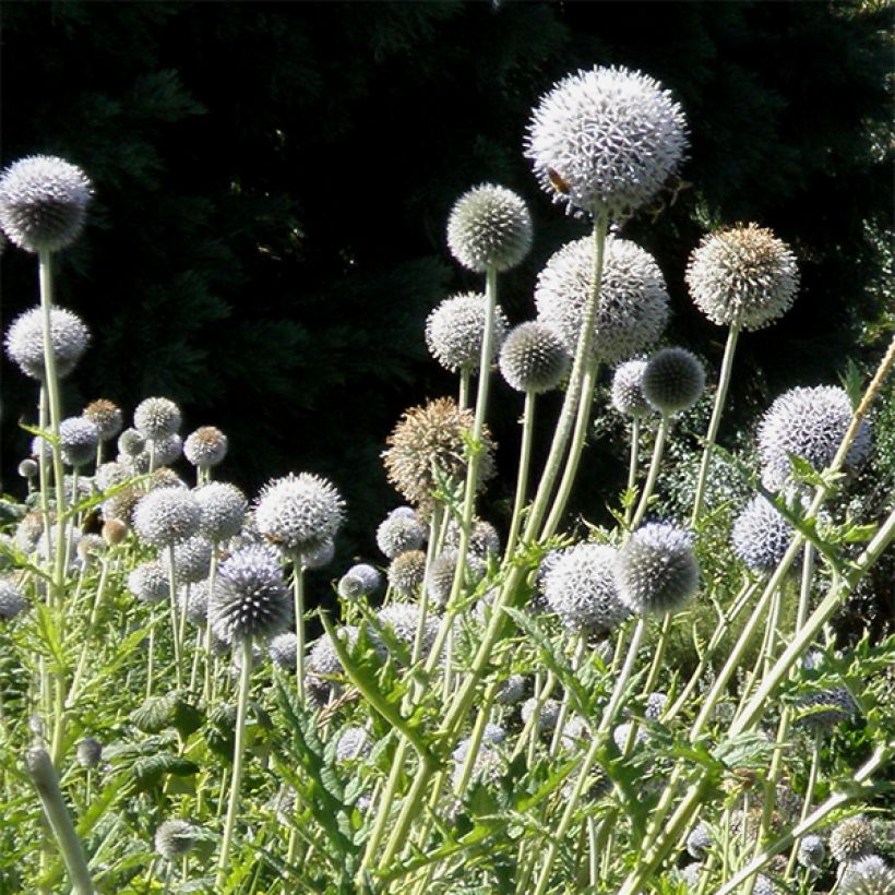 Echinops bannaticus Star Frost - Cardo globo azul (Floración)