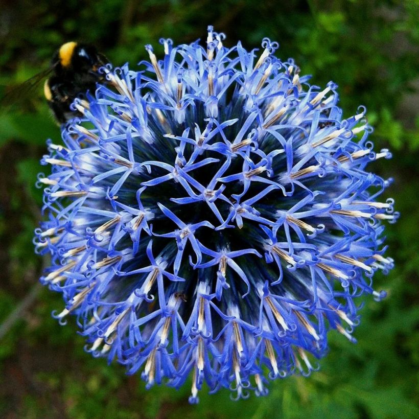 Echinops bannaticus Taplow Blue - Cardo globo azul (Floración)