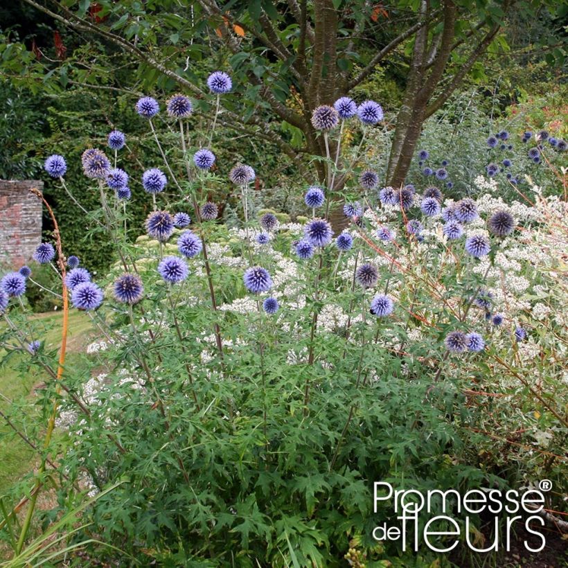 Echinops bannaticus Taplow Blue - Cardo globo azul (Porte)