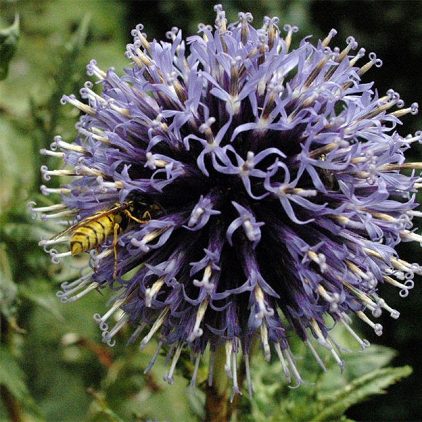 Echinops bannaticus Blue Globe - Cardo globo azul (Floración)