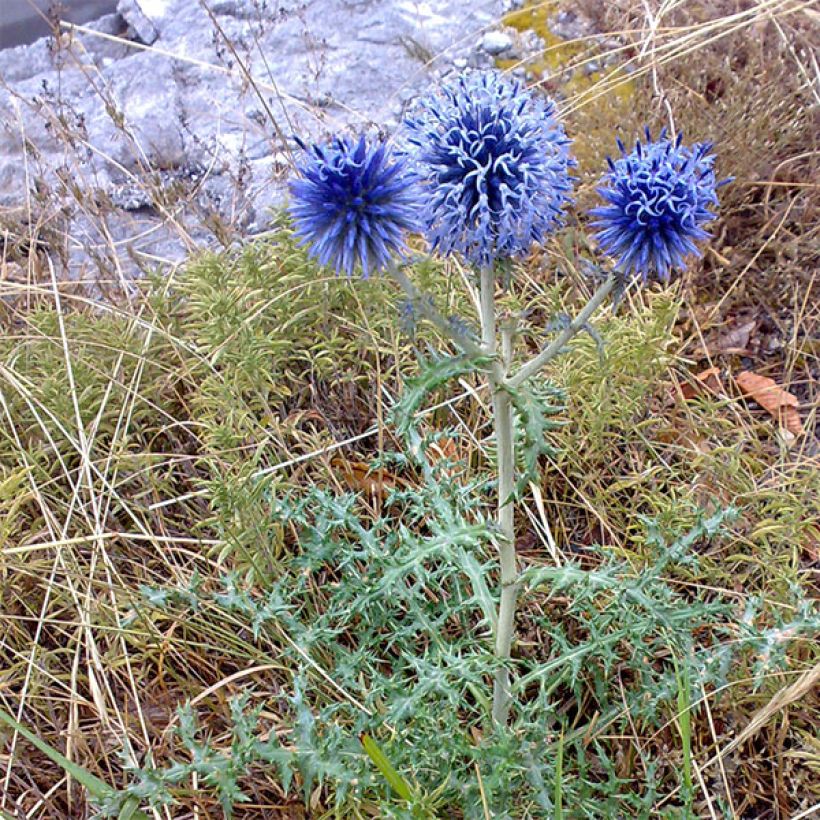 Echinops bannaticus Blue Globe - Cardo globo azul (Porte)