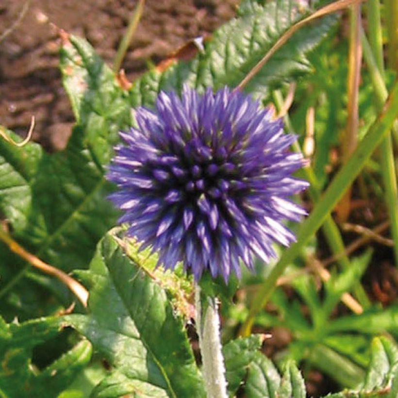 Echinops ritro - Cardo de erizo (Floración)