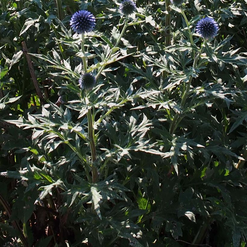 Echinops ritro Veitch’s Blue - Cardo de erizo (Follaje)