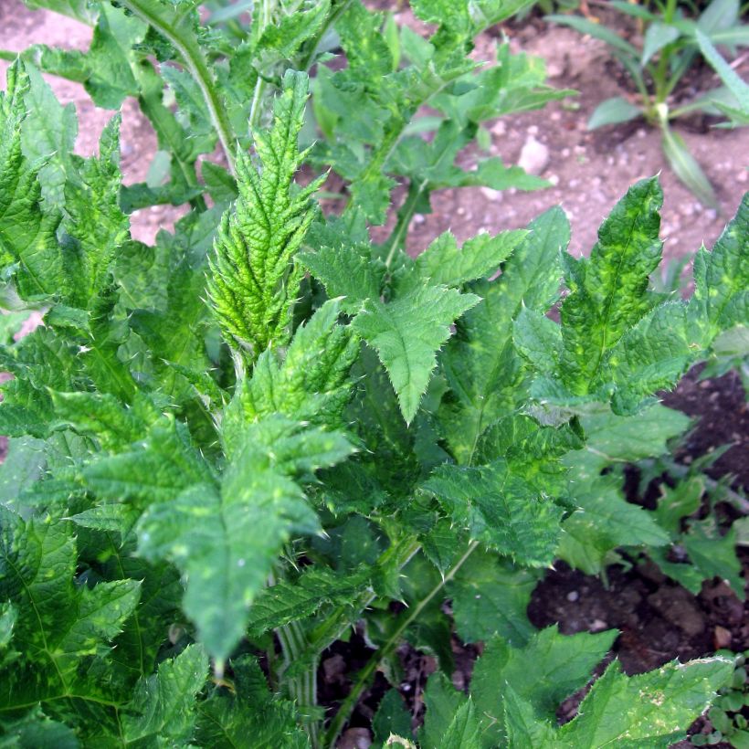 Echinops sphaerocephalus - Cardo cabezón (Follaje)