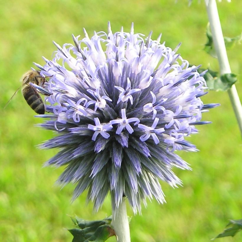 Echinops sphaerocephalus - Cardo cabezón (Floración)