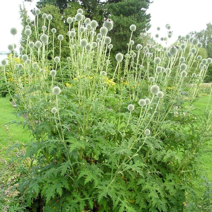 Echinops sphaerocephalus - Cardo cabezón (Porte)