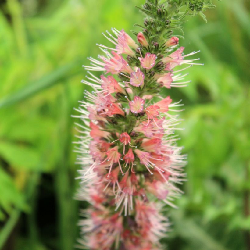 Echium amoneum Red Fathers - Tajinaste (Floración)