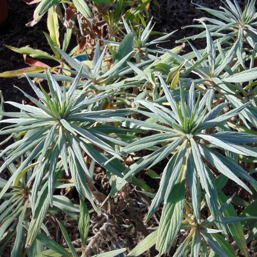 Echium candicans - Tajinaste blanco (Follaje)