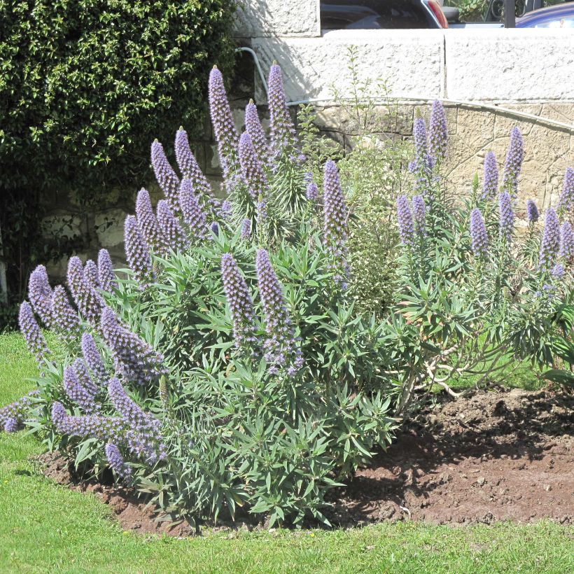 Echium candicans - Tajinaste blanco (Floración)