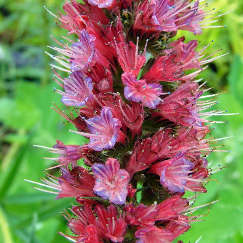 Echium russicum - Tajinaste (Floración)