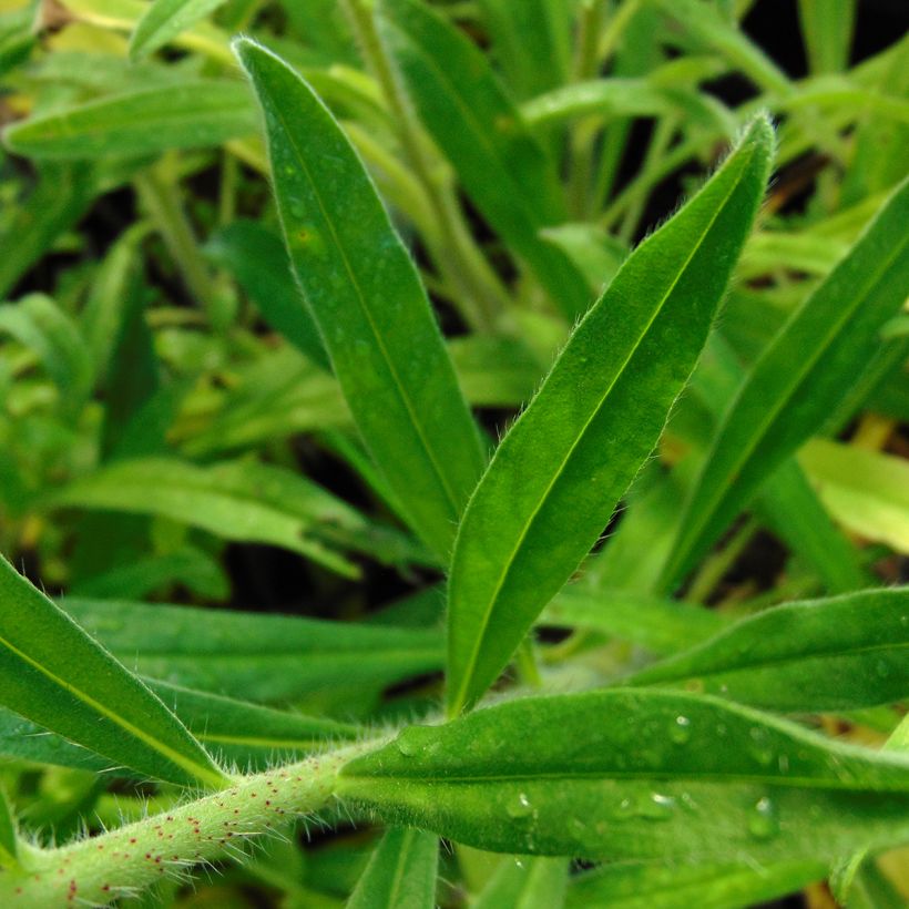 Echium vulgare (Follaje)