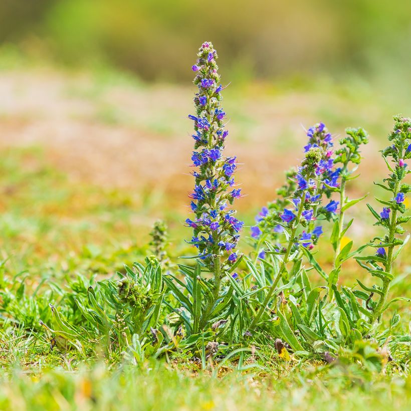 Echium vulgare (Porte)