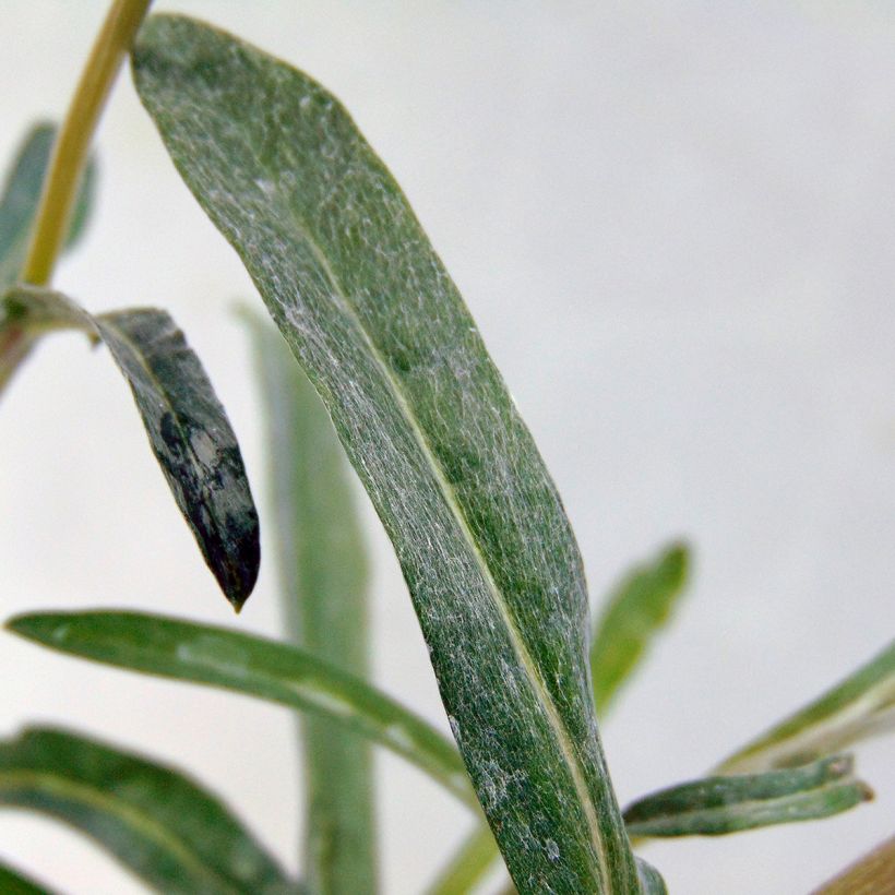 Leontopodium alpinum - Flor de las nieves (Follaje)