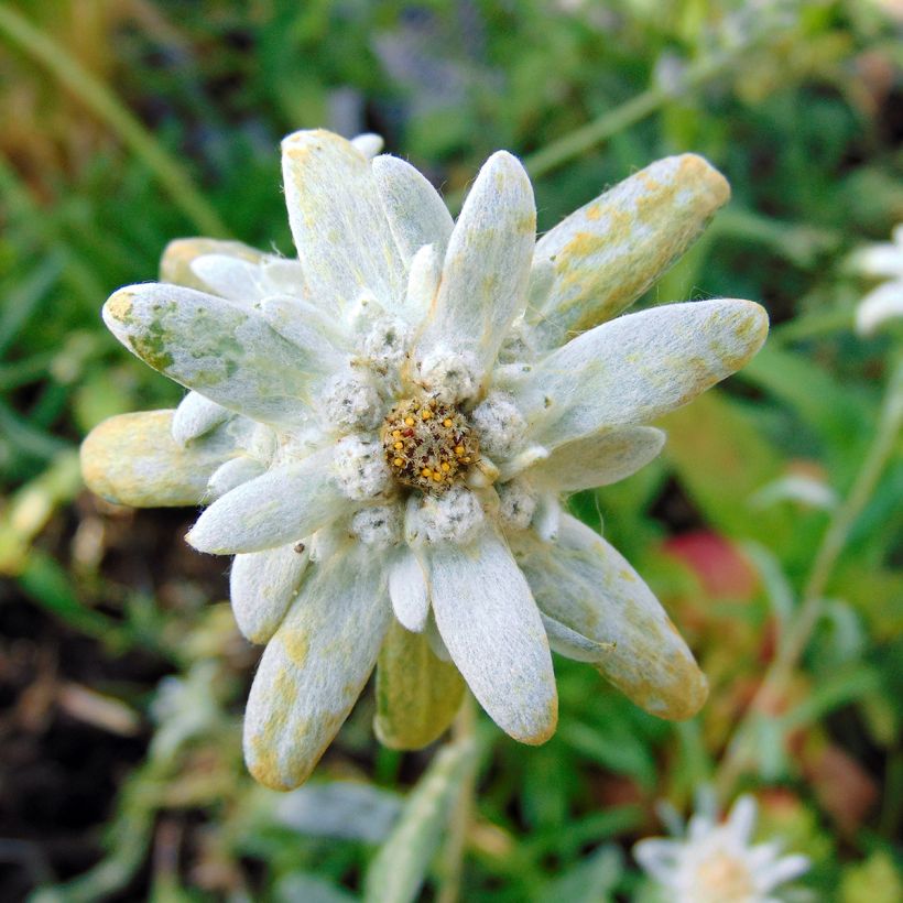 Leontopodium alpinum - Flor de las nieves (Floración)