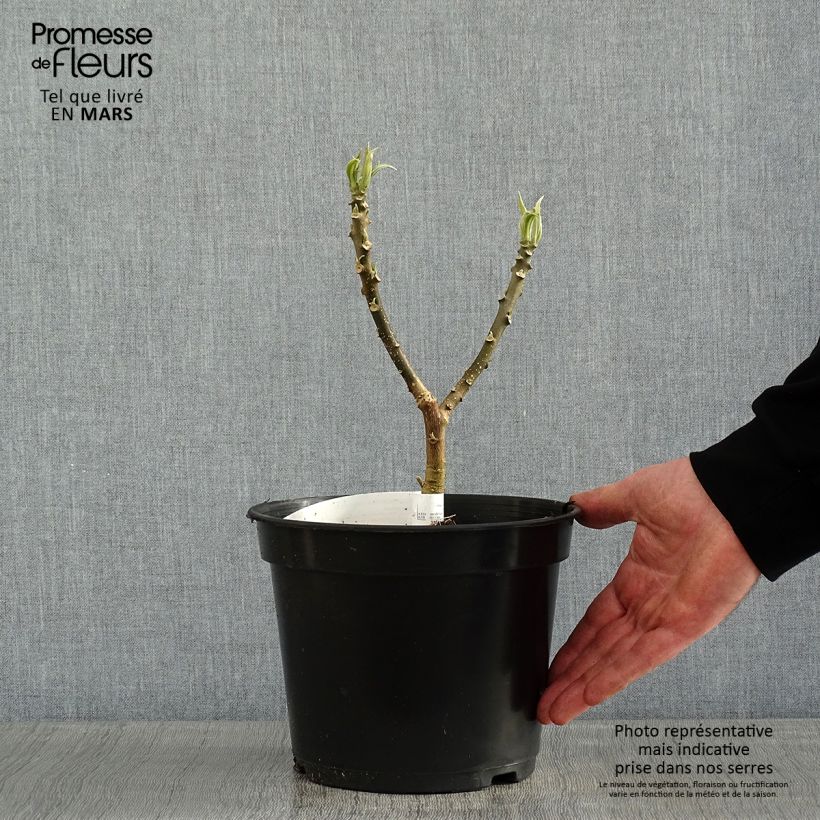 Edgeworthia chrysantha - Buisson à papier - Pot de 3/4L Ejemplar entregado en invierno