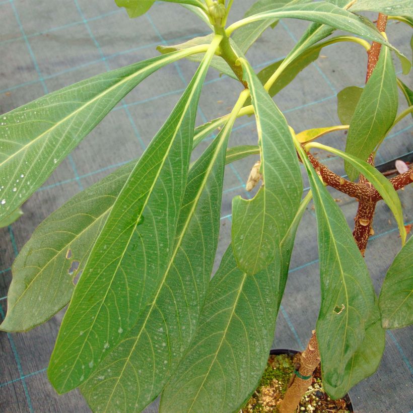 Edgeworthia chrysantha Nanjing Gold - Arbusto del papel (Follaje)