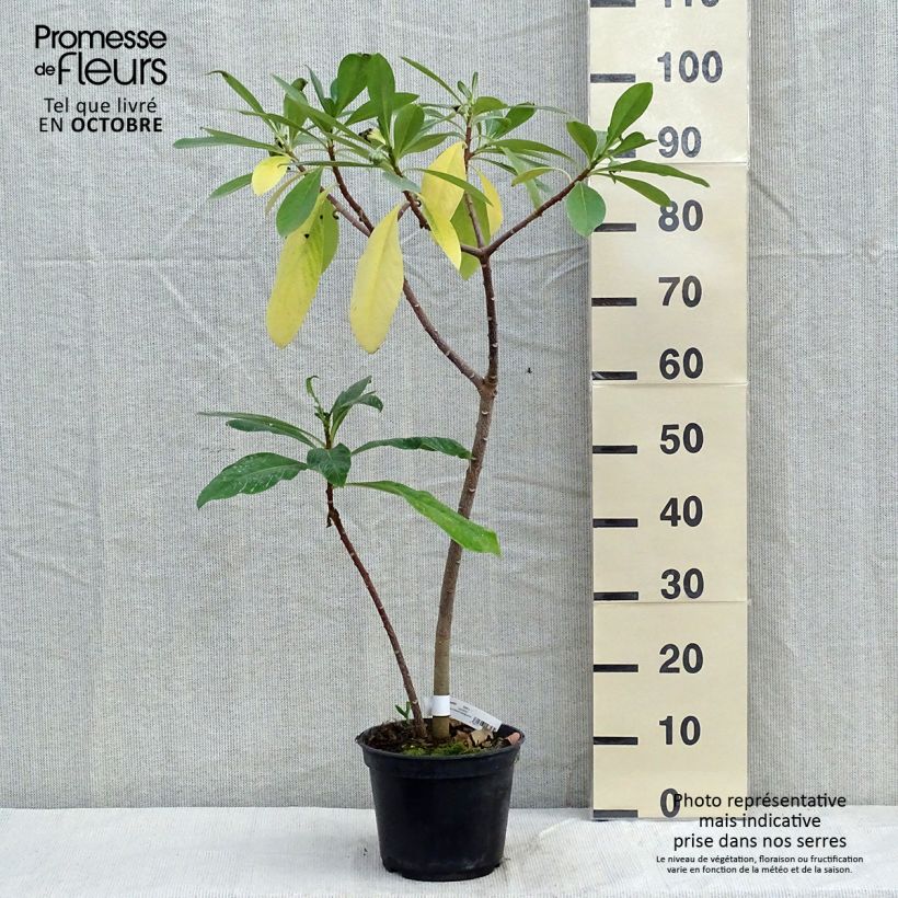 Ejemplar de Edgeworthia chrysantha Nanjing Gold - Buisson à papier Pot de 2L/3L entregado en otoño