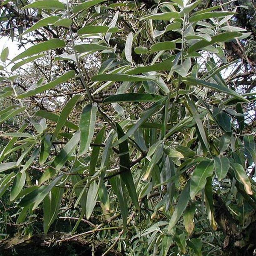 Elaeagnus angustifolia - Árbol del paraíso (Follaje)