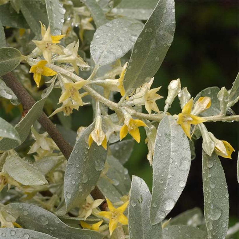 Elaeagnus commutata Zempin (Floración)