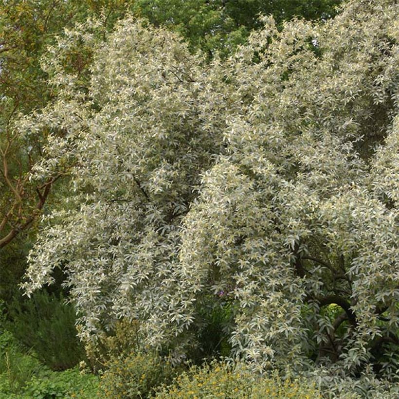 Elaeagnus commutata Zempin (Porte)