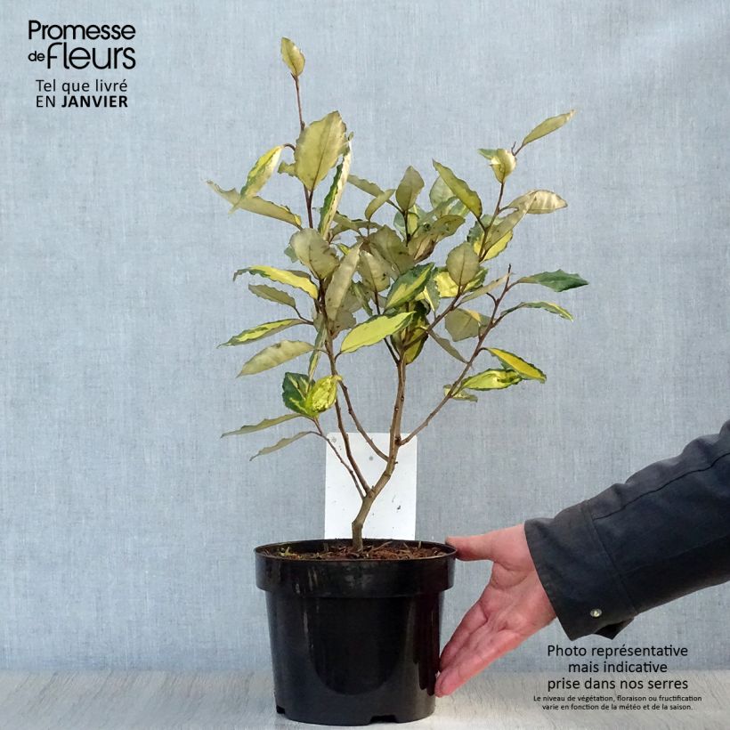 Elaeagnus ebbingei Eleador - Chalef en pot de 3/4L Ejemplar entregado en invierno