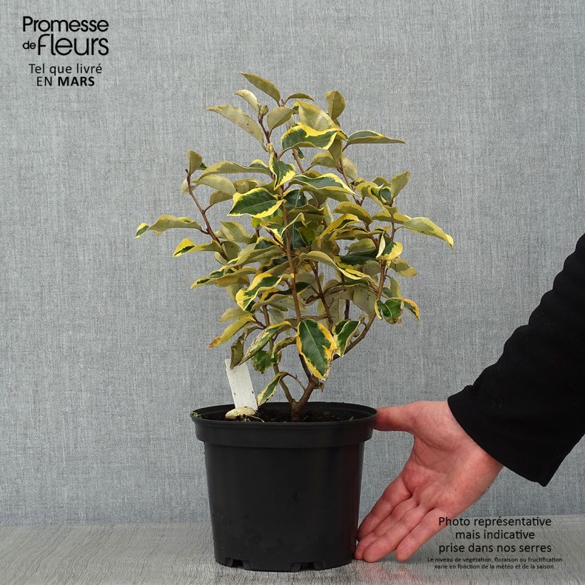 Elaeagnus ebbingei Gilt Edge - Chalef en pot de 2L/3L Ejemplar entregado en invierno