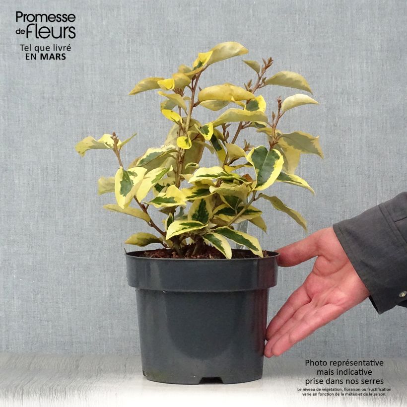 Elaeagnus ebbingei Gilt Edge - Chalef en pot de 2L/3L Ejemplar entregado en la primavera