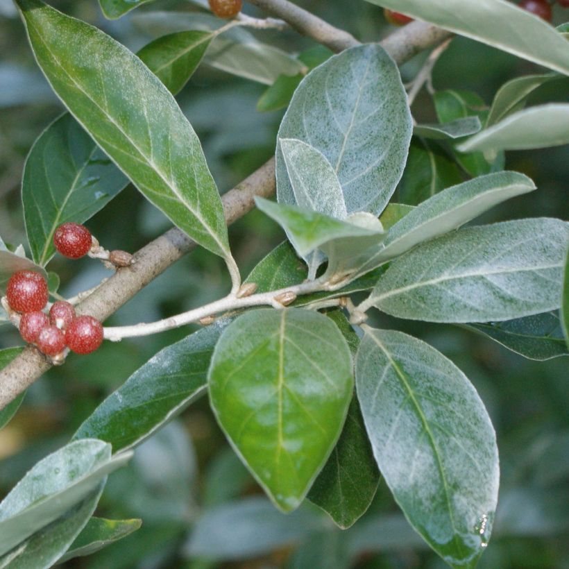 Eleagno gris - Elaeagnus multiflora (Follaje)