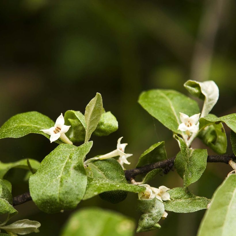 Eleagno gris - Elaeagnus multiflora (Floración)