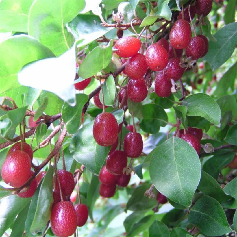 Eleagno gris - Elaeagnus multiflora (Cosecha)