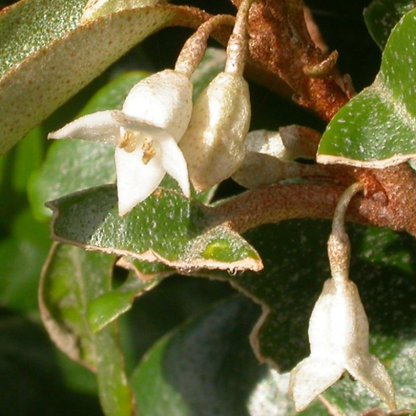 Elaeagnus pungens Hosuba Fukurin (Floración)