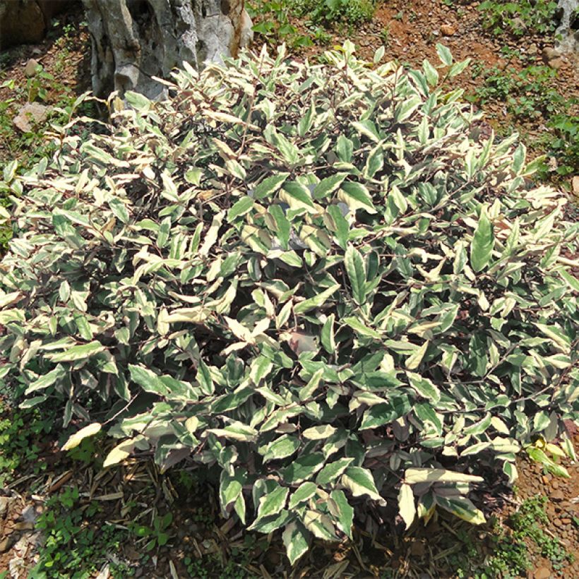 Elaeagnus pungens Hosuba Fukurin (Porte)