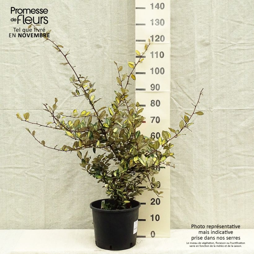 Ejemplar de Elaeagnus pungens Maculata 80/100cm en pot de 12L - Chalef panaché entregado en otoño