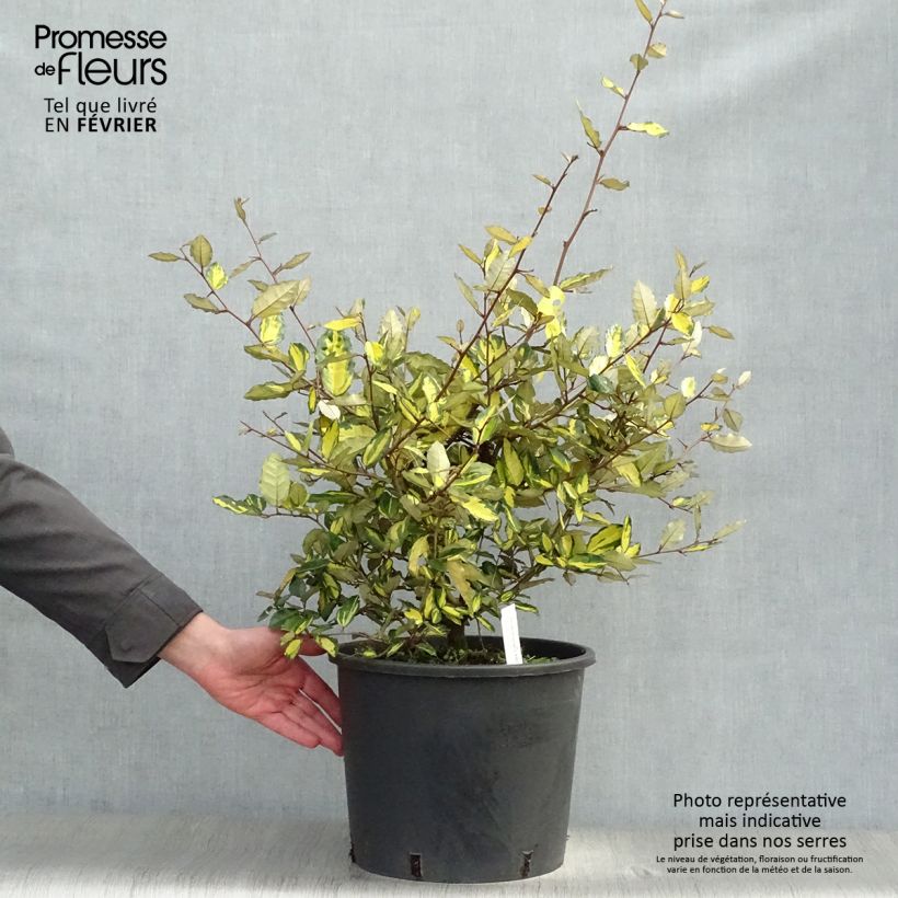 Elaeagnus pungens Maculata 80/100cm en pot de 12L - Chalef panaché Ejemplar entregado en invierno