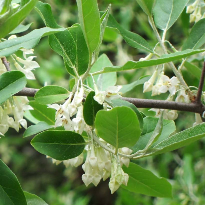 Arándano japonés - Elaeagnus umbellata (Follaje)