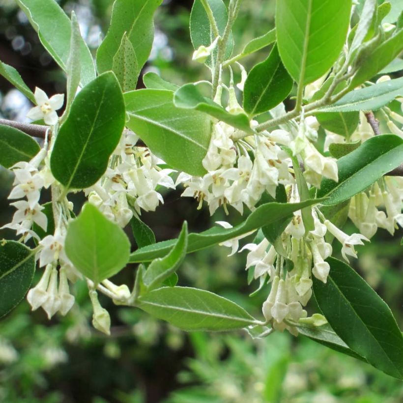 Arándano japonés - Elaeagnus umbellata (Floración)