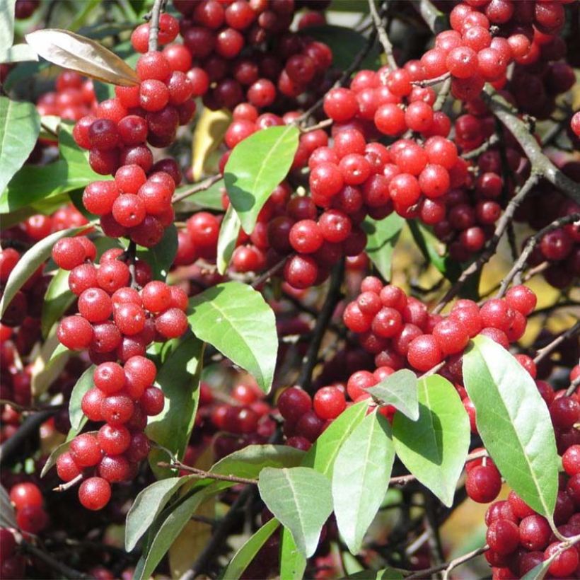 Arándano japonés - Elaeagnus umbellata (Cosecha)