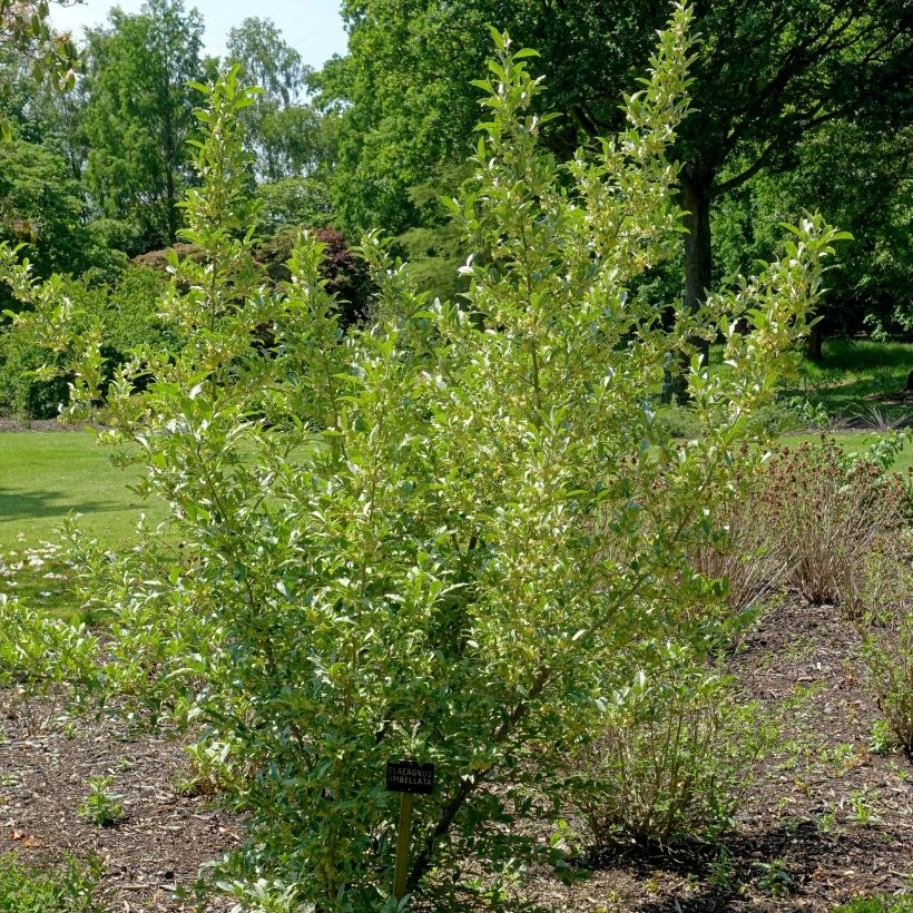 Arándano japonés - Elaeagnus umbellata (Porte)