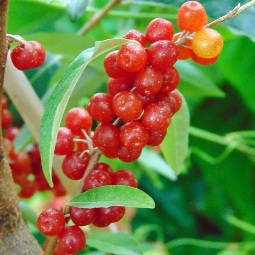 Arándano japonés Pointilla Amoroso - Elaeagnus umbellata (Cosecha)