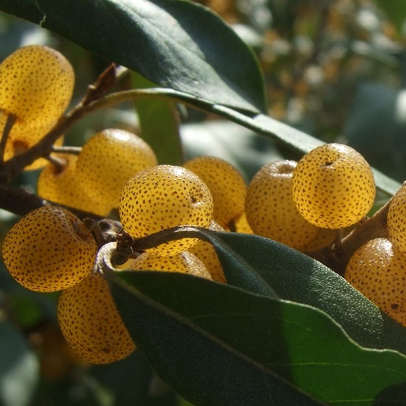 Arándano japonés Fortunella - Elaeagnus umbellata (Cosecha)