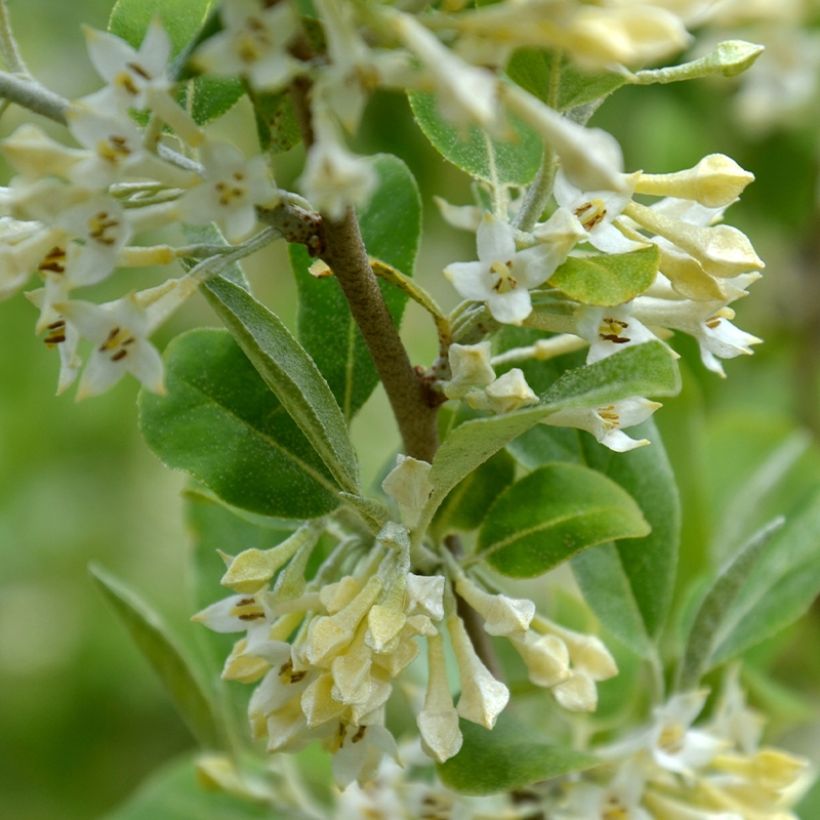 Arándano japonés Fortunella - Elaeagnus umbellata (Floración)