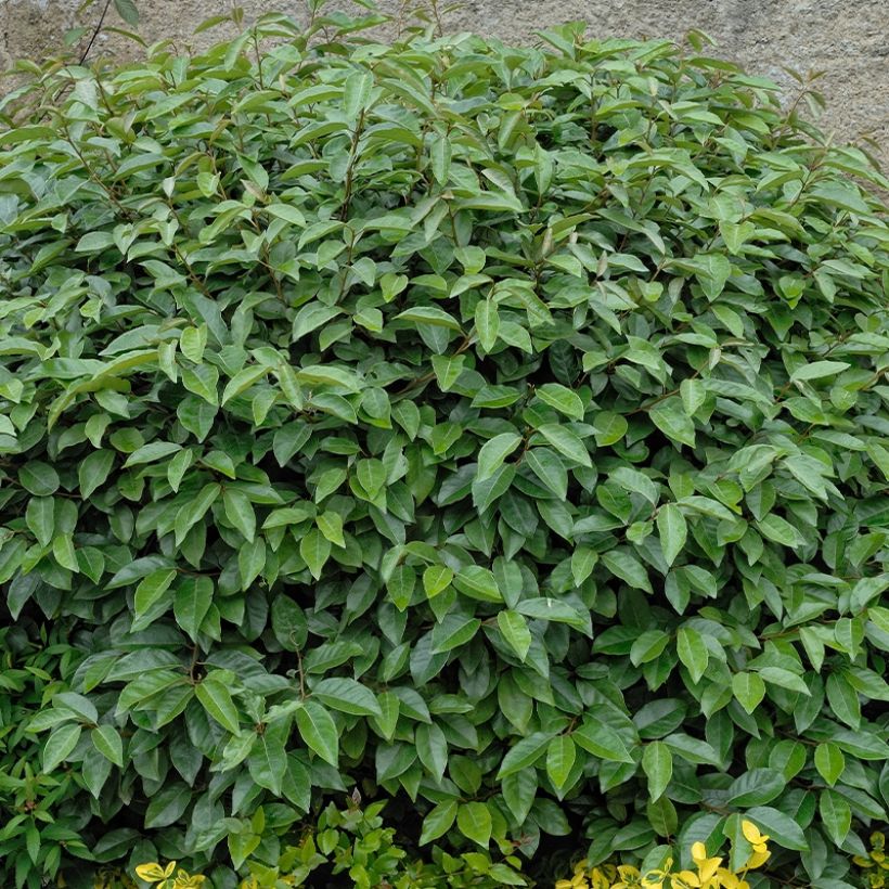 Arándano japonés Fortunella - Elaeagnus umbellata (Porte)