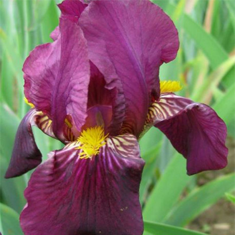 Iris germanica Red Orchid (Floración)