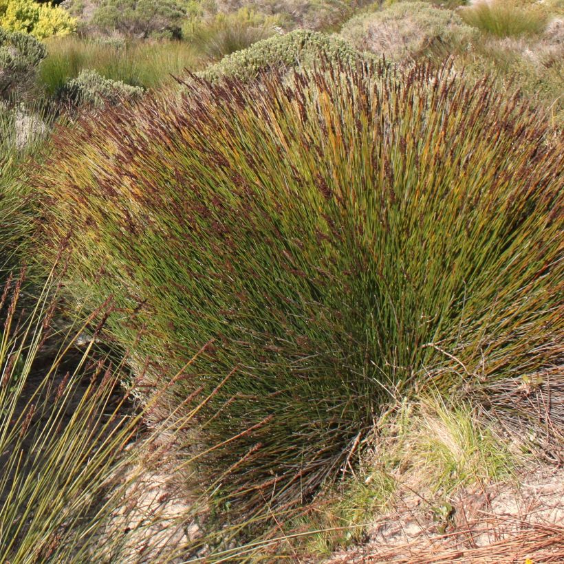 Elegia tectorum Fish Hoek (Floración)