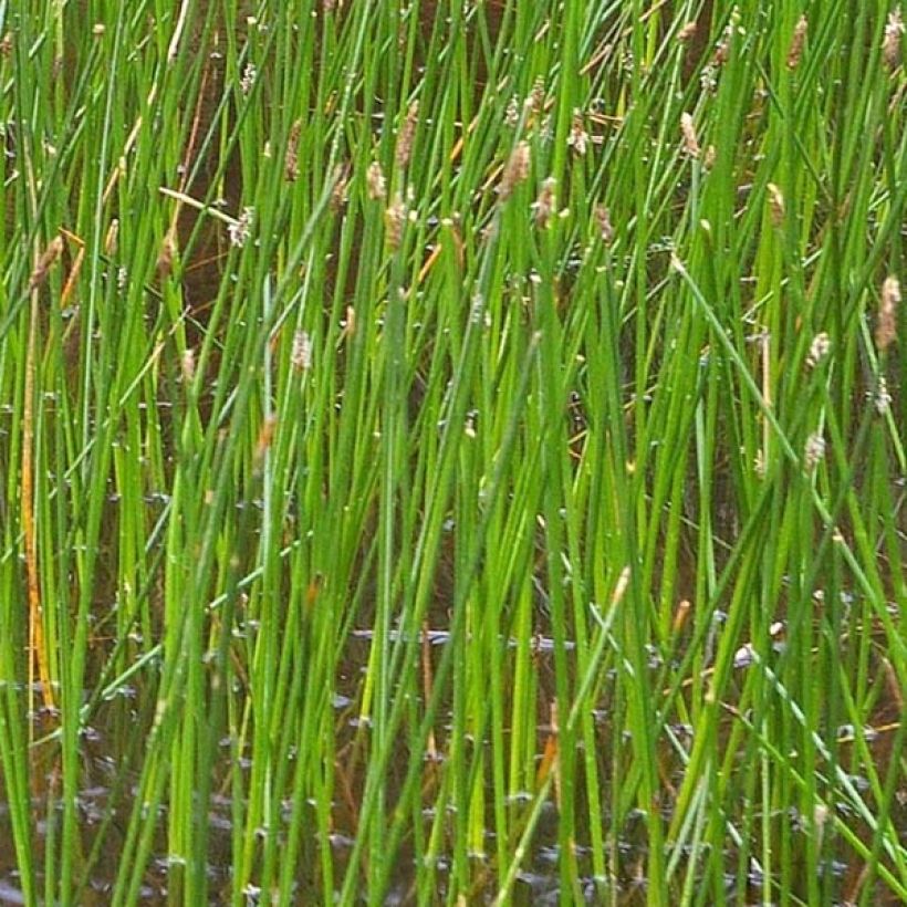 Eleocharis palustris - Junco palustre (Follaje)